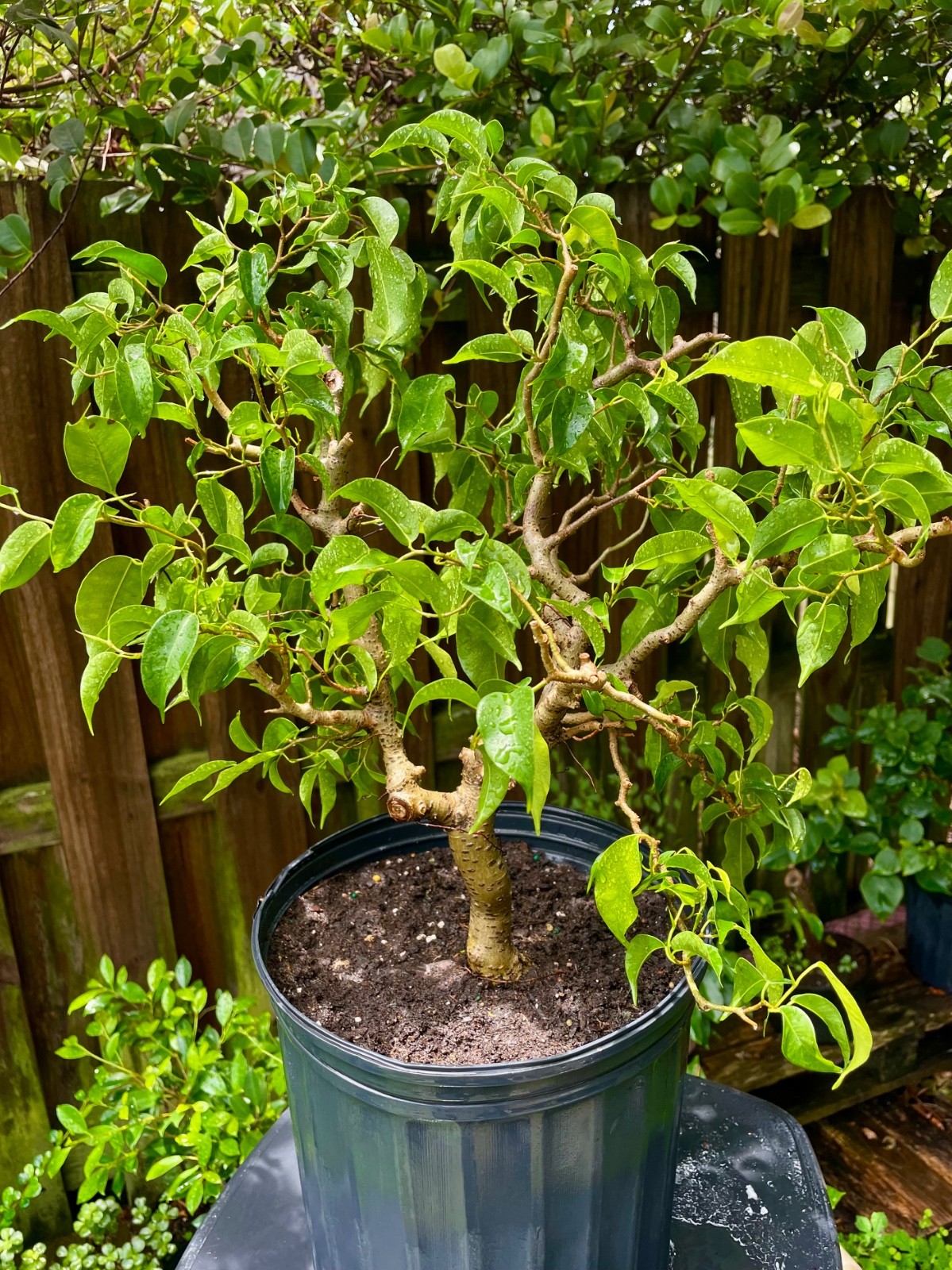 Ficus Bonsai Tree aerial roots 7 years Ariel roots on 1 ” trunk Size