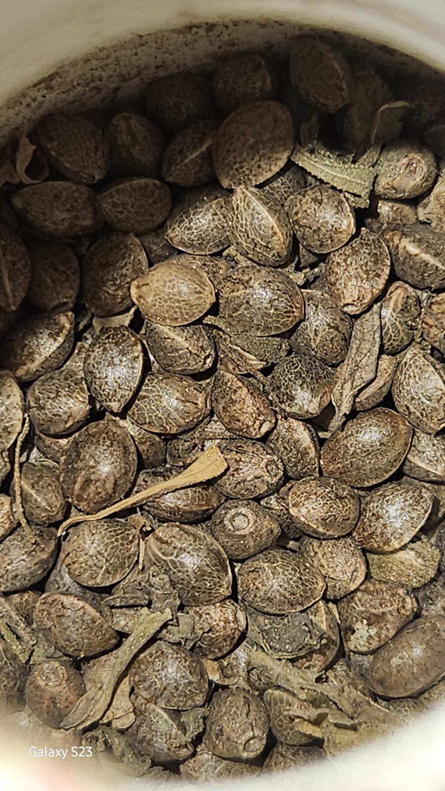 NWFLORIDA PINE SAPPLINGS SEEDS 5’TO 15′ 90 TO 120 DAY SOIL GROWN SEEDS 25per Pac