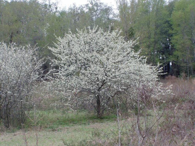 3 Chickasaw Plum Tree 12-24″ Tall Prunus angustfolia Bare Root
