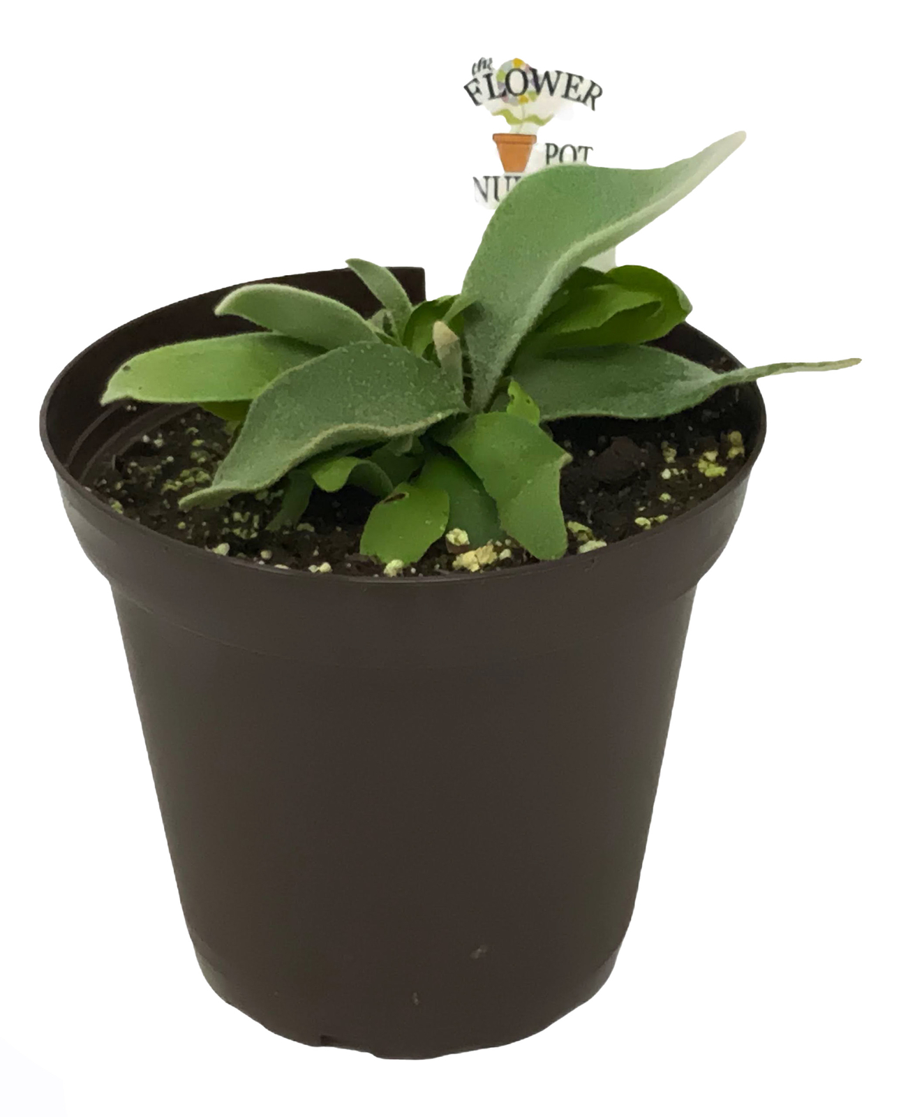 French Staghorn Fern – Platycerium veitchii ‘Lemoinei’ – 4″ Pot