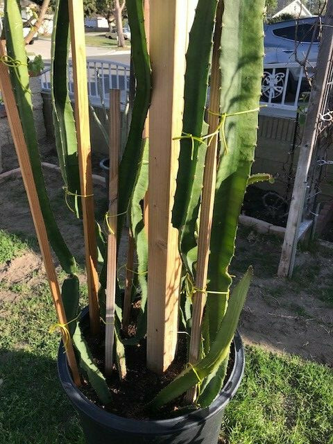 Yellow Sweet Dragon Fruit Var. “PALORA”, Pitaya Selenice 7″-10″ (2) pieces