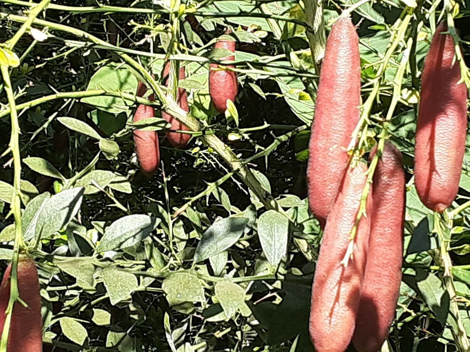 USA grown 10 Australia Finger Lime Tree PINK RED fruit seed 5w6