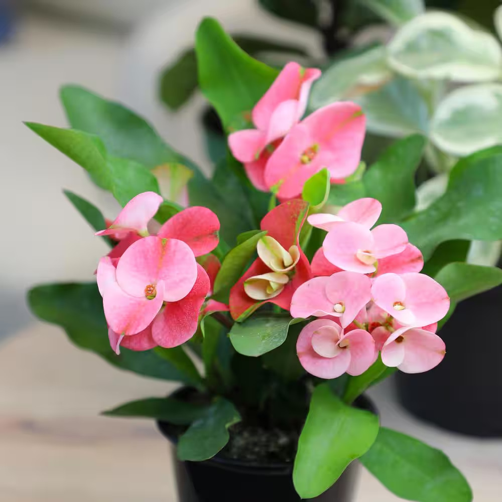 4.25 In. Euphorbia Milii with Pink Flowers Charlotte Variety Crown of Thorns Sin