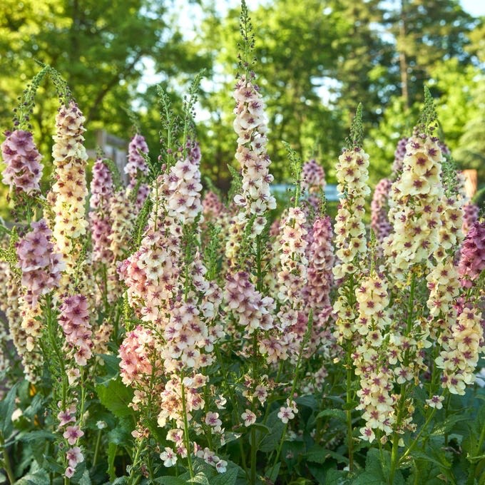 Verbascum Mullien 100 seeds