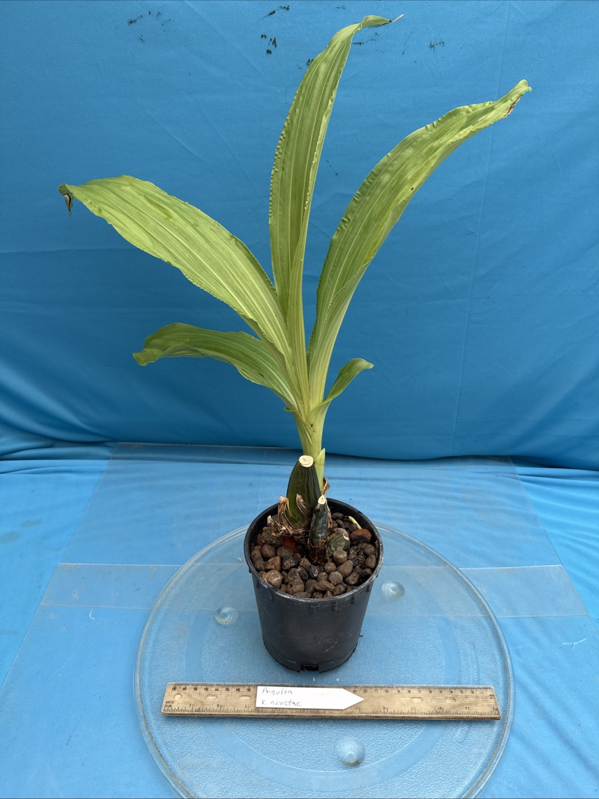 Anguloa X acostae Pink White Fragrant BS Orchid Hybrid 5.5” Pt New Growth Start