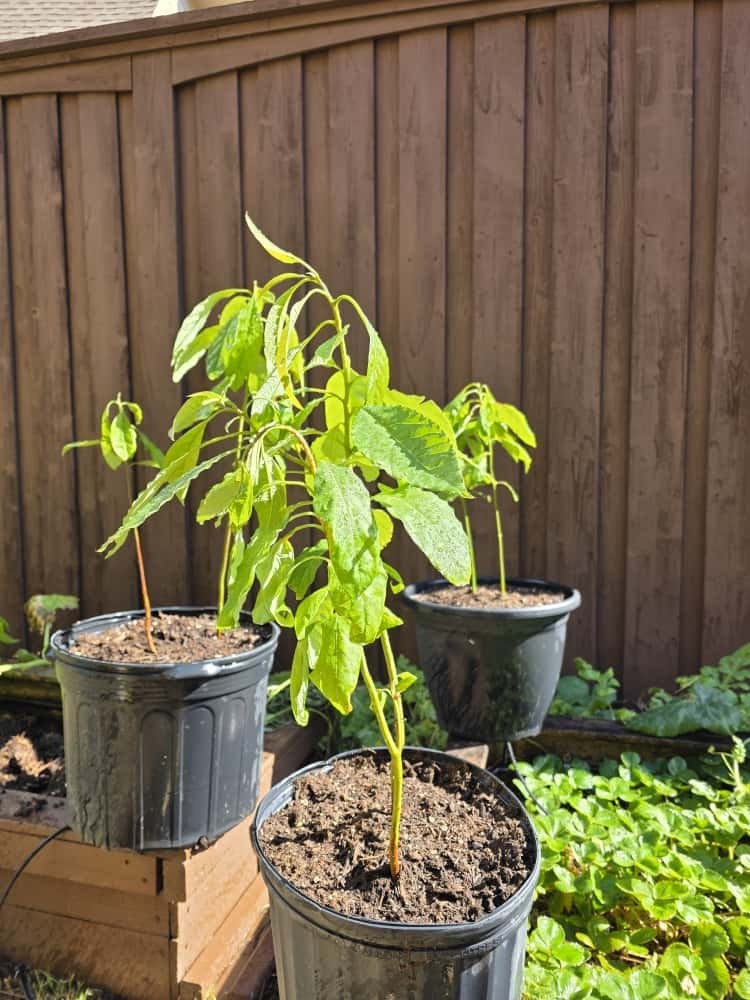 AVOCADO TREE/SAPLING, 1 YEAR OLD, 2 FEET TALL, NATURALLY GROWN, BEYOND ORGANIC!