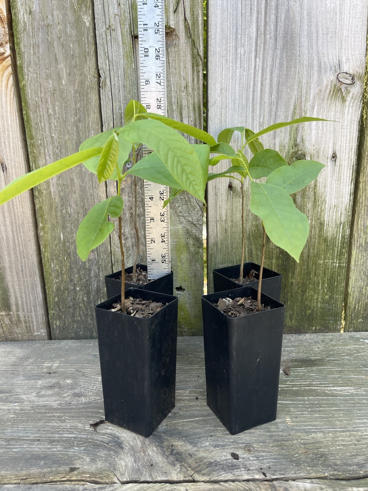 4pack PawPaw Asimina Triloba Trees Each Tree Is 5”-10” 2yr Old In TreeBands!