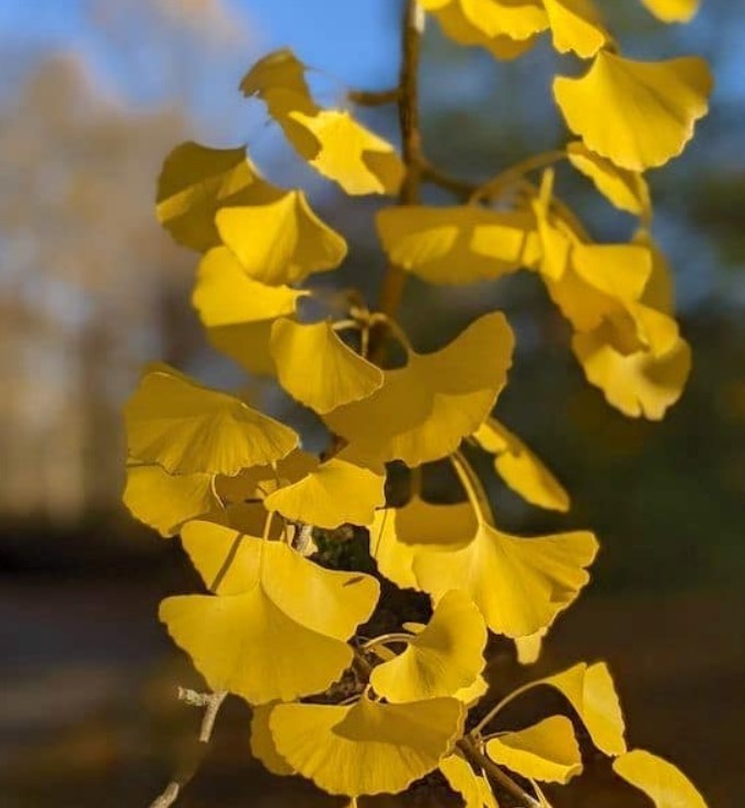 Ginkgo Live Tree – 6-12″ Tall – 1Qt Pot – Ginkgo Biloba Deciduous Tree Zones 3–9