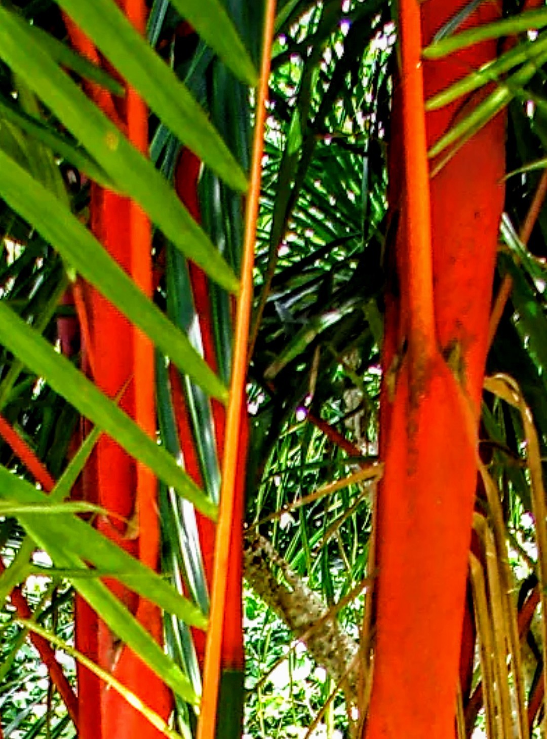 RED SEALING WAX PALM (Cyrtostachys renda)