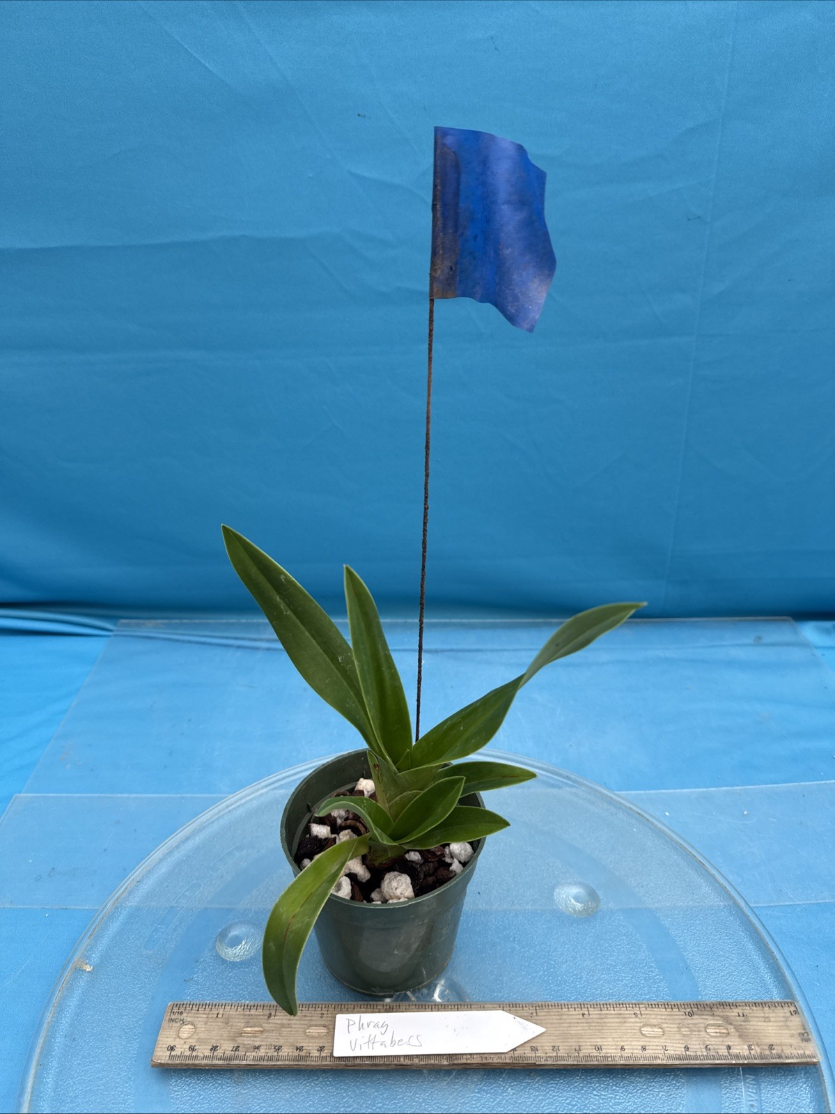 Phragmipedium Vittabess Orange Red Yellow Orchid Hybrid Tall Spikes 4” Pot