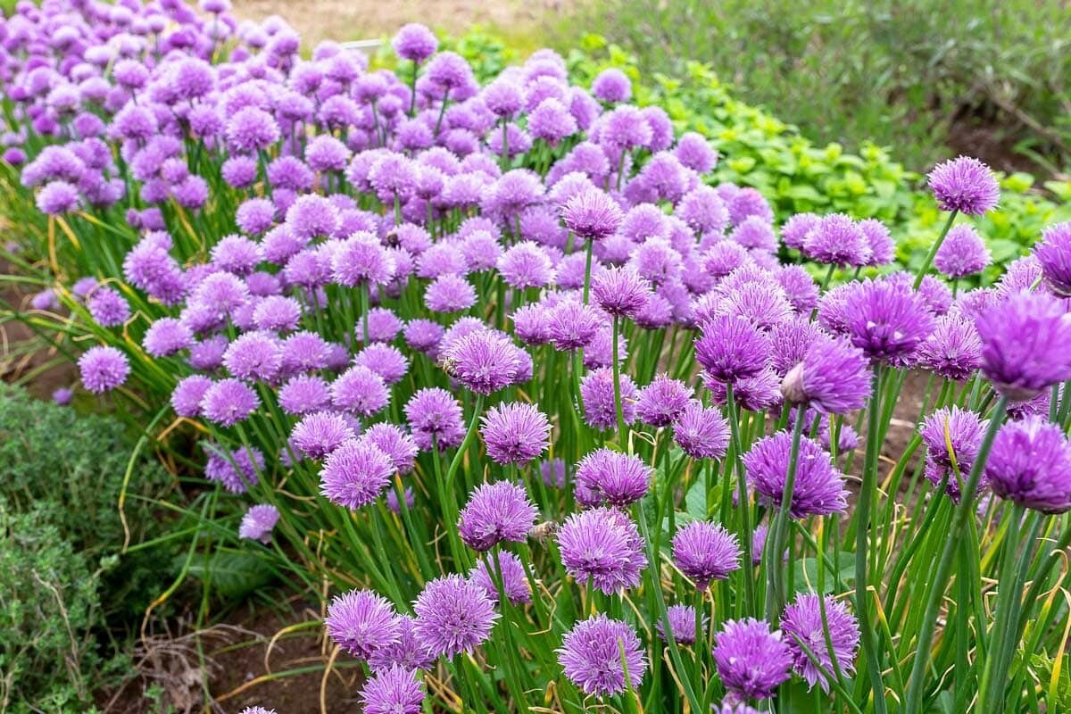 150 CHIVE / CHIVES HERB SEEDS ~ 2026 ~ heirloomseedguy ~ USA