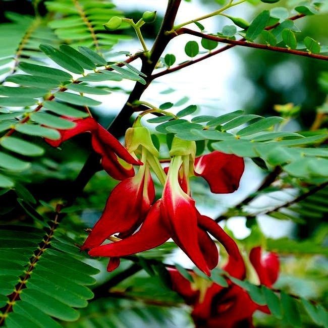 20 Hummingbird Tree Seeds (Sesbania grandiflora) “Agati” Flower Plant Fast RARE