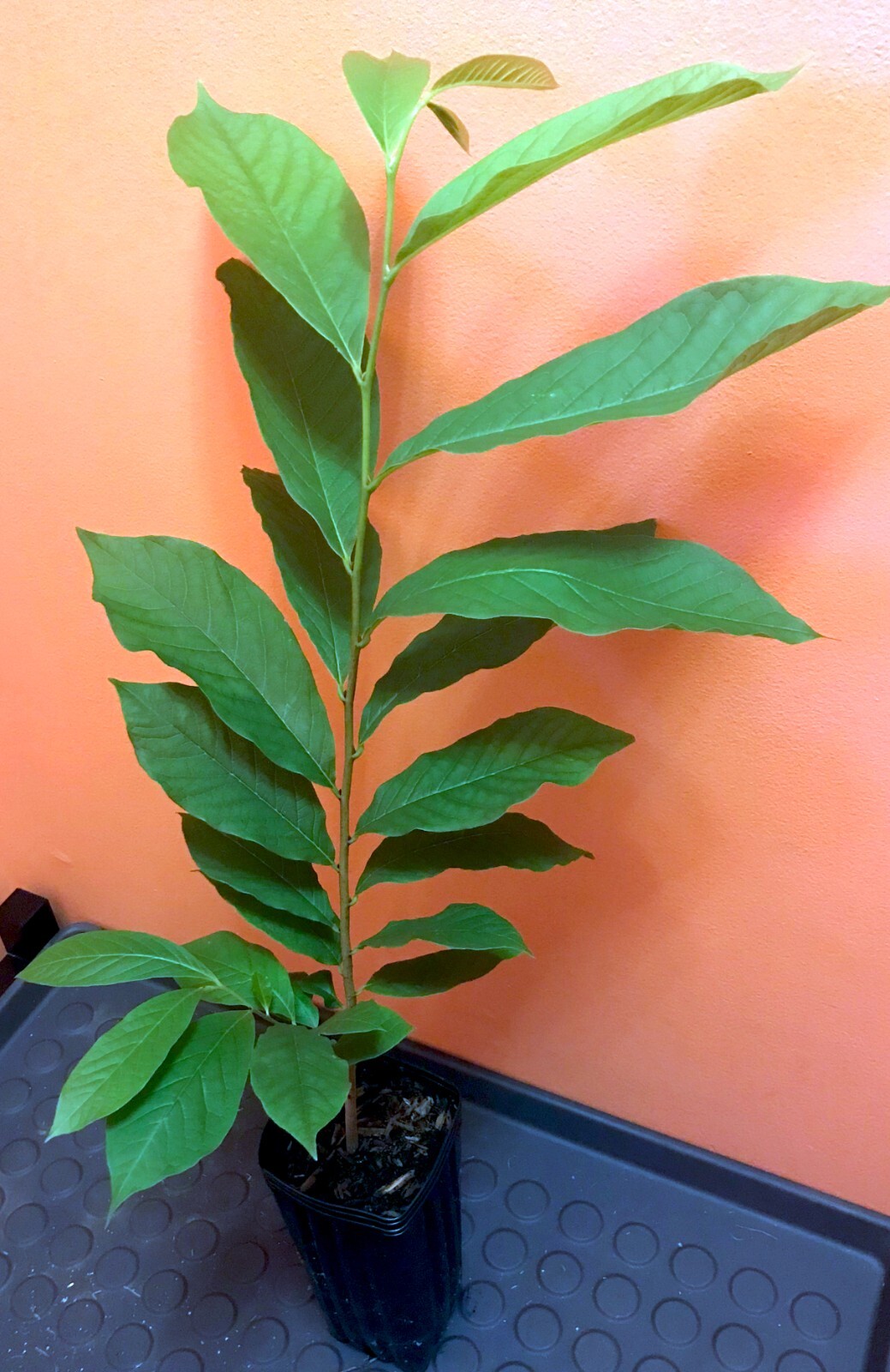 PawPaw Asimina Triloba Tree 20″+ Tall Live Plant In 3.5″ x 9″ Air Prune Pot