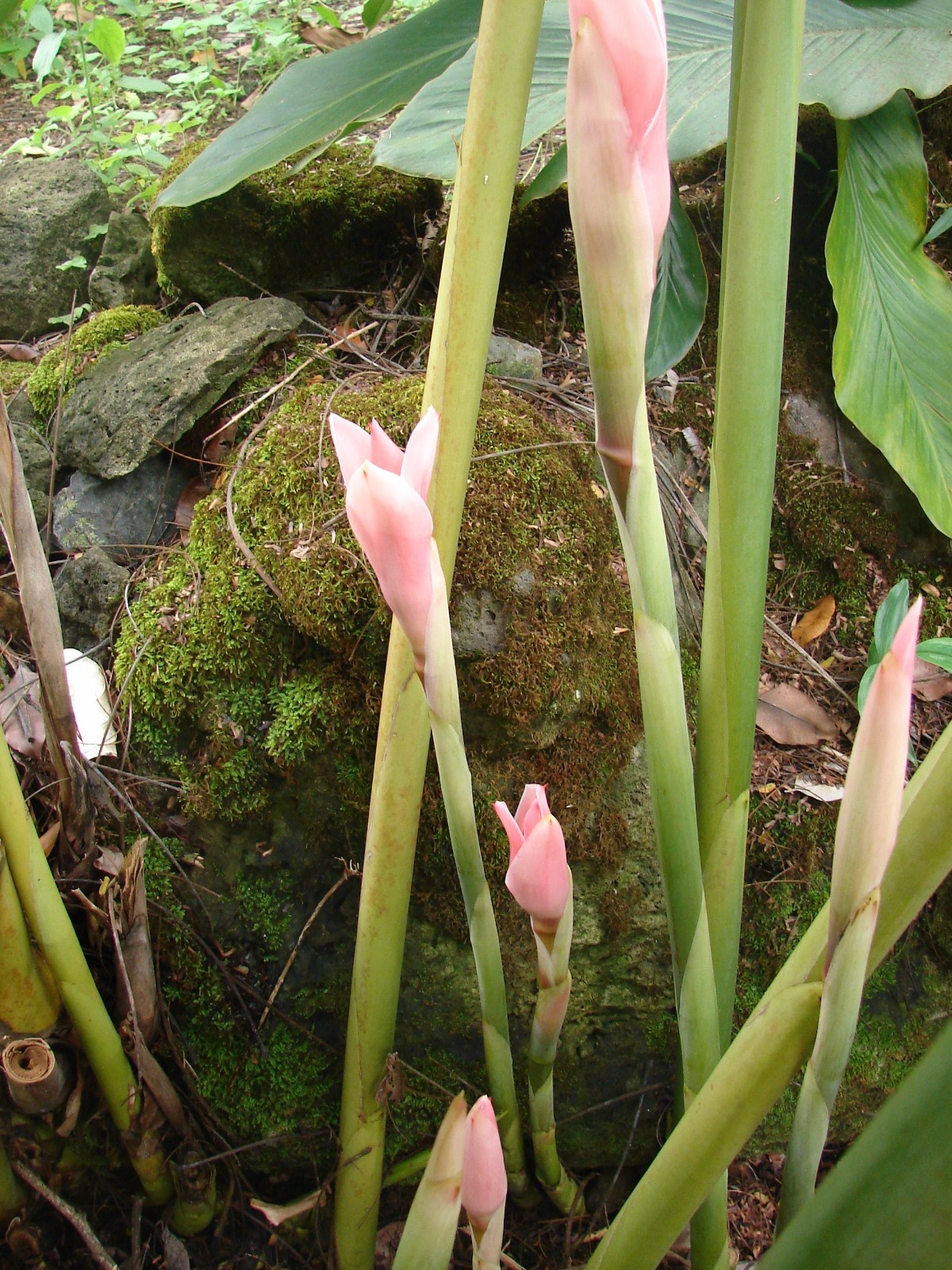 ~PINK TORCH~ Ginger Exotic Etlingera elatior Fresh 15 SEEDS USA seller