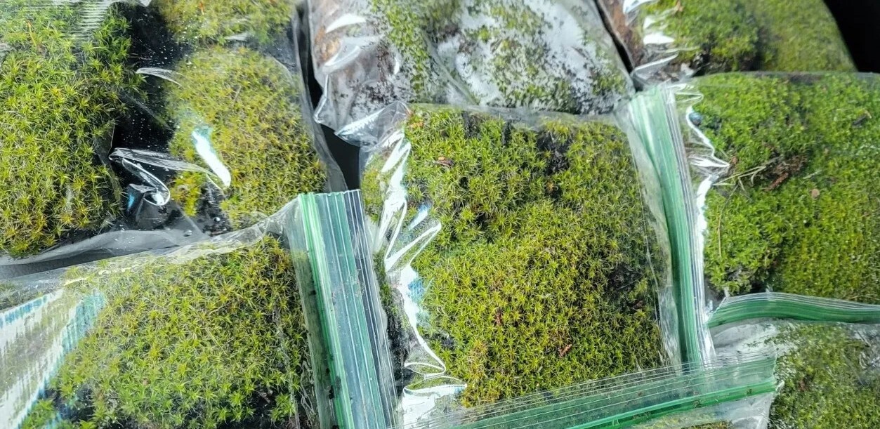 Premium✨Live Superb Fresh Moss 🌱 Zip Lock Bag -FULL BAG Terrarium Vivarium✨️