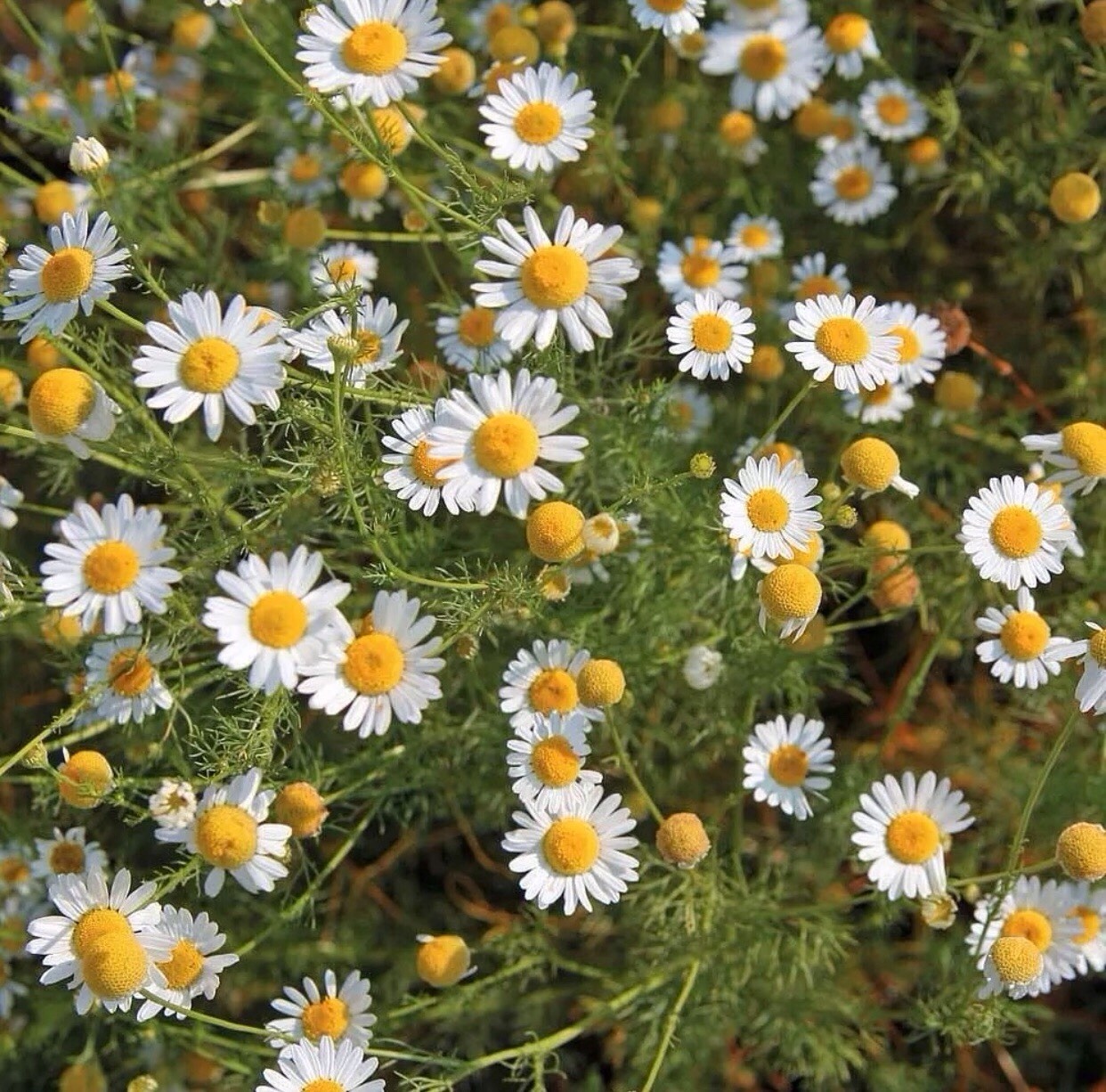 Chamomile – German Seeds | Organic | Heirloom | Non-GMO | 250 mg Seeds