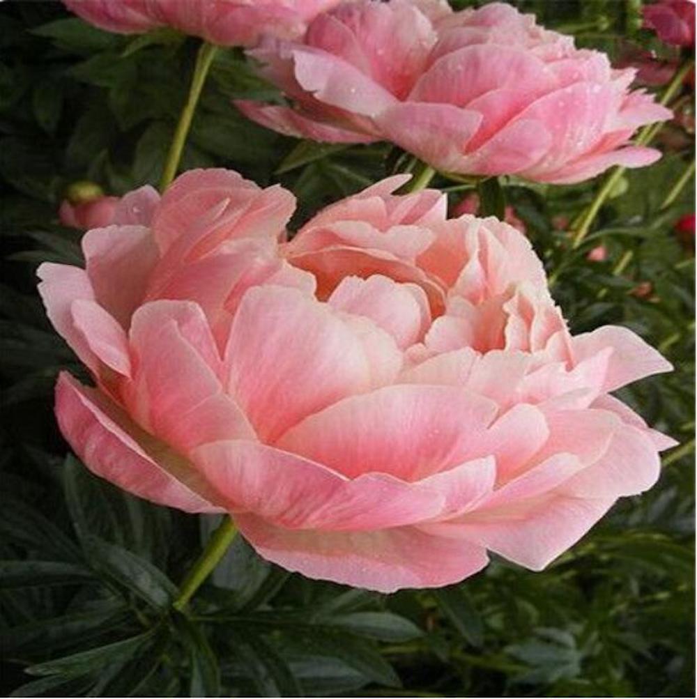 (10) PEONIES SEEDS rare exotic flower home blossom garden USA SELLER W/TRACKING
