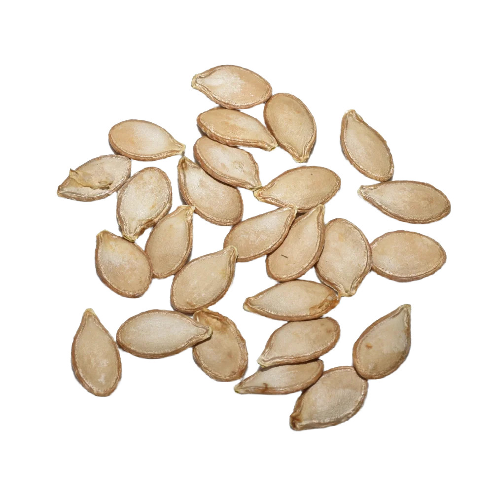Waltham Butternut Winter Squash Seeds For Planting (Cucurbita pepo)