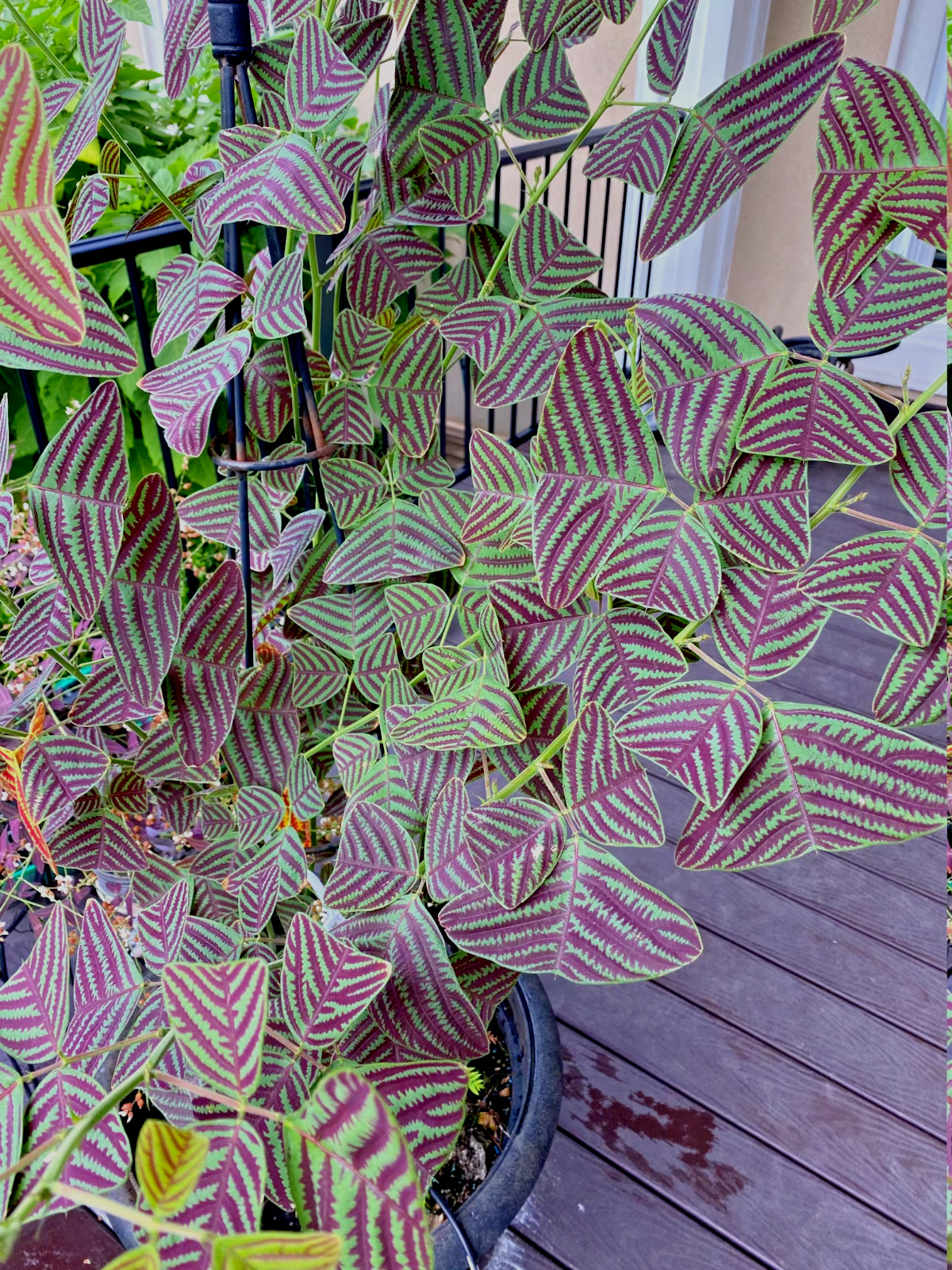 Organic LARGE LEAF Christia Obcordata or Butterfly Wing Plant or Swallowtail