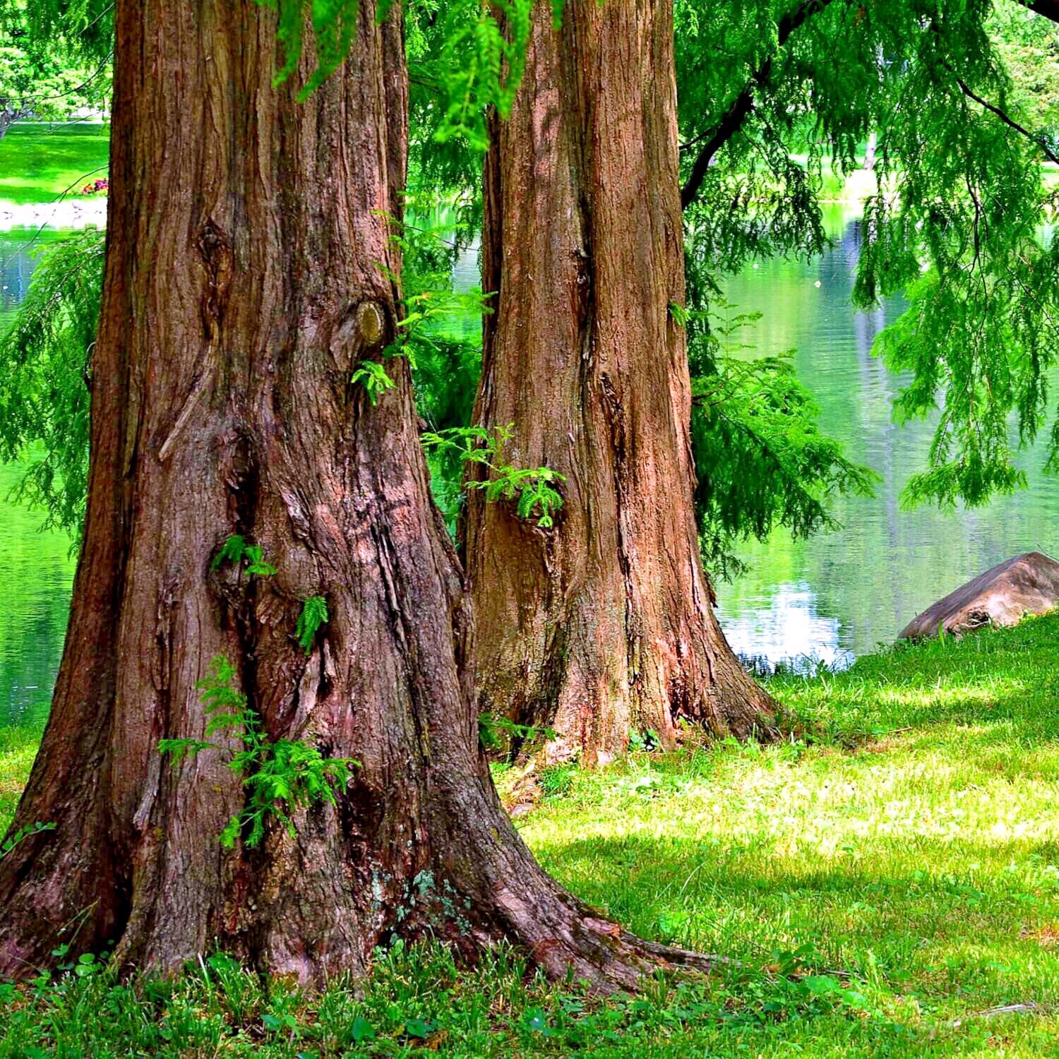 Dawn Redwood Tree Seeds (Metasequoia glyptostroboides) Fast Hardy Bonsai Plant