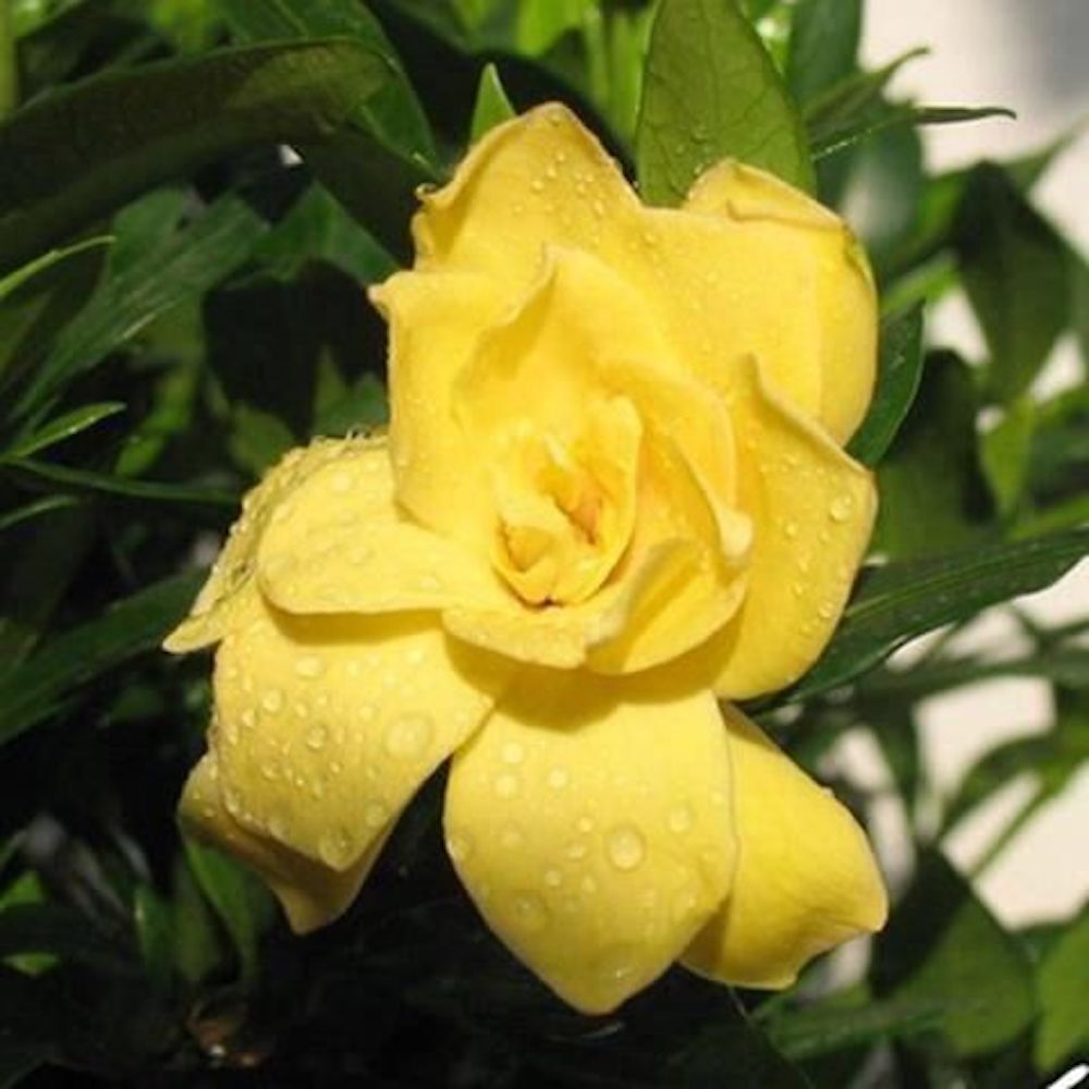 25pc GARDENIA SEEDS Garden Plant Flower rare exotic USA seller FREE shipping