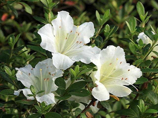 ( 1 ) – White Gumpo Dwarf Azalea – Starter Plant – ( 4m ) ( 1 live plant )