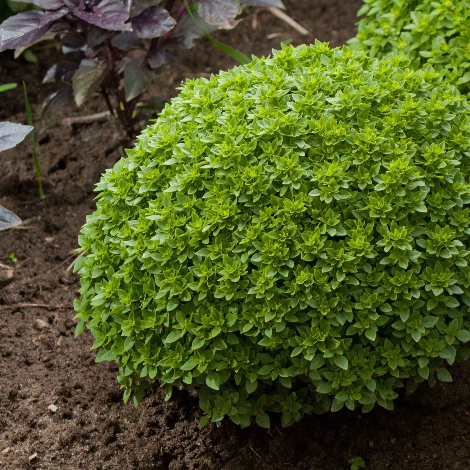 Spicy Globe Basil, or Ocimum basilicum. 300 Seeds Free Shipping!