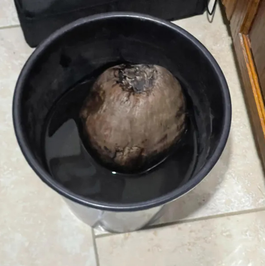 🥥 1 Dwarf Green Malayan Coconut Seed – Tropical Edible Palm – Unsprouted