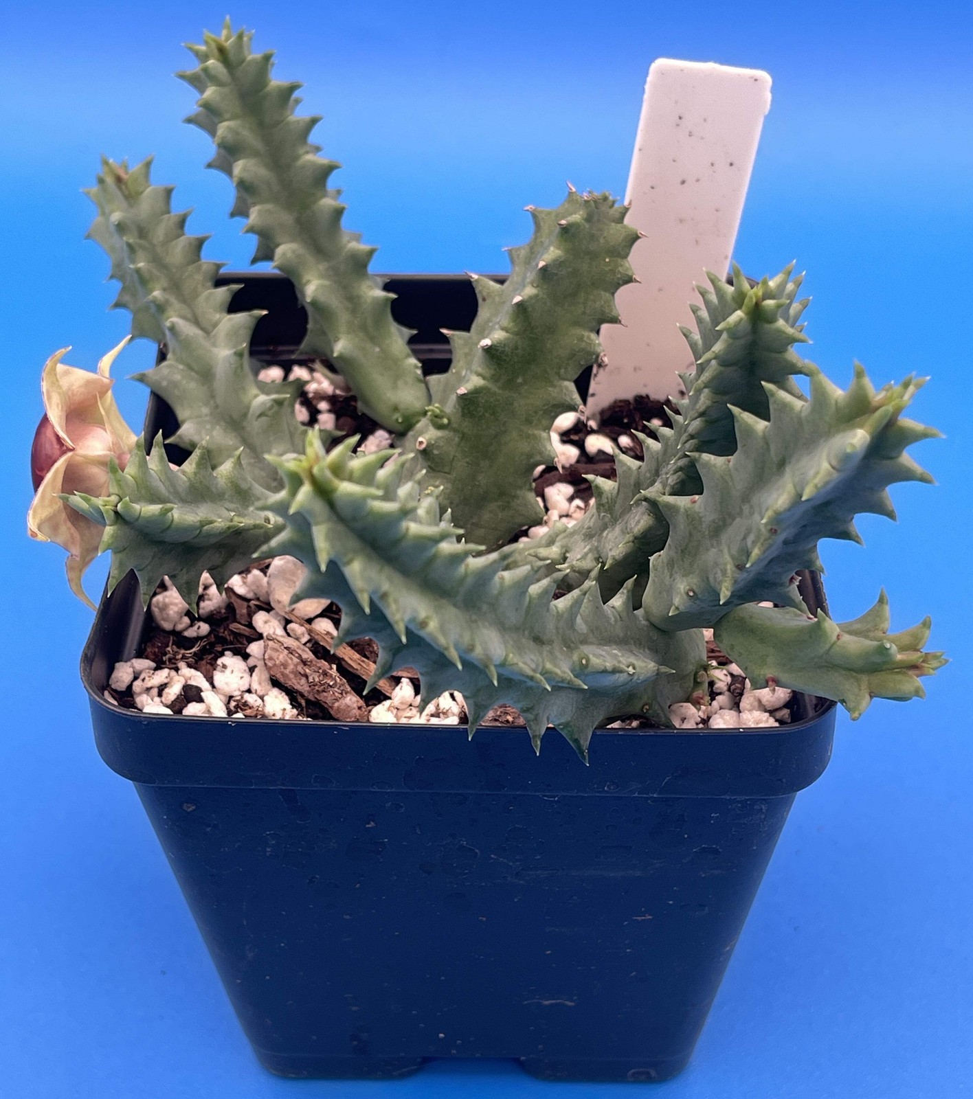 Life saver Cactus – Rooted in 3.5″ Pot – Flowering Size Huernia Zebrina