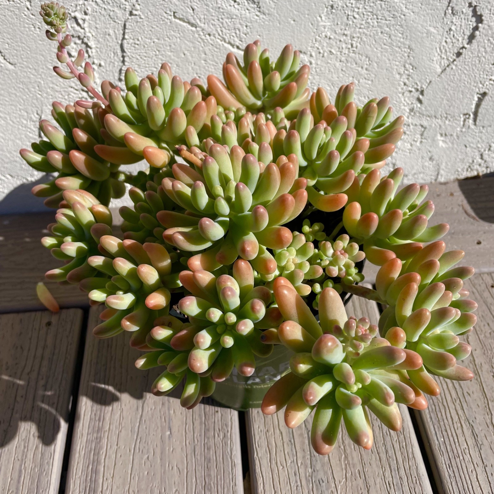 Rare Succulent Sedum Pachyphyllum Live Plant 2-3 Inches Unrooted Cutting