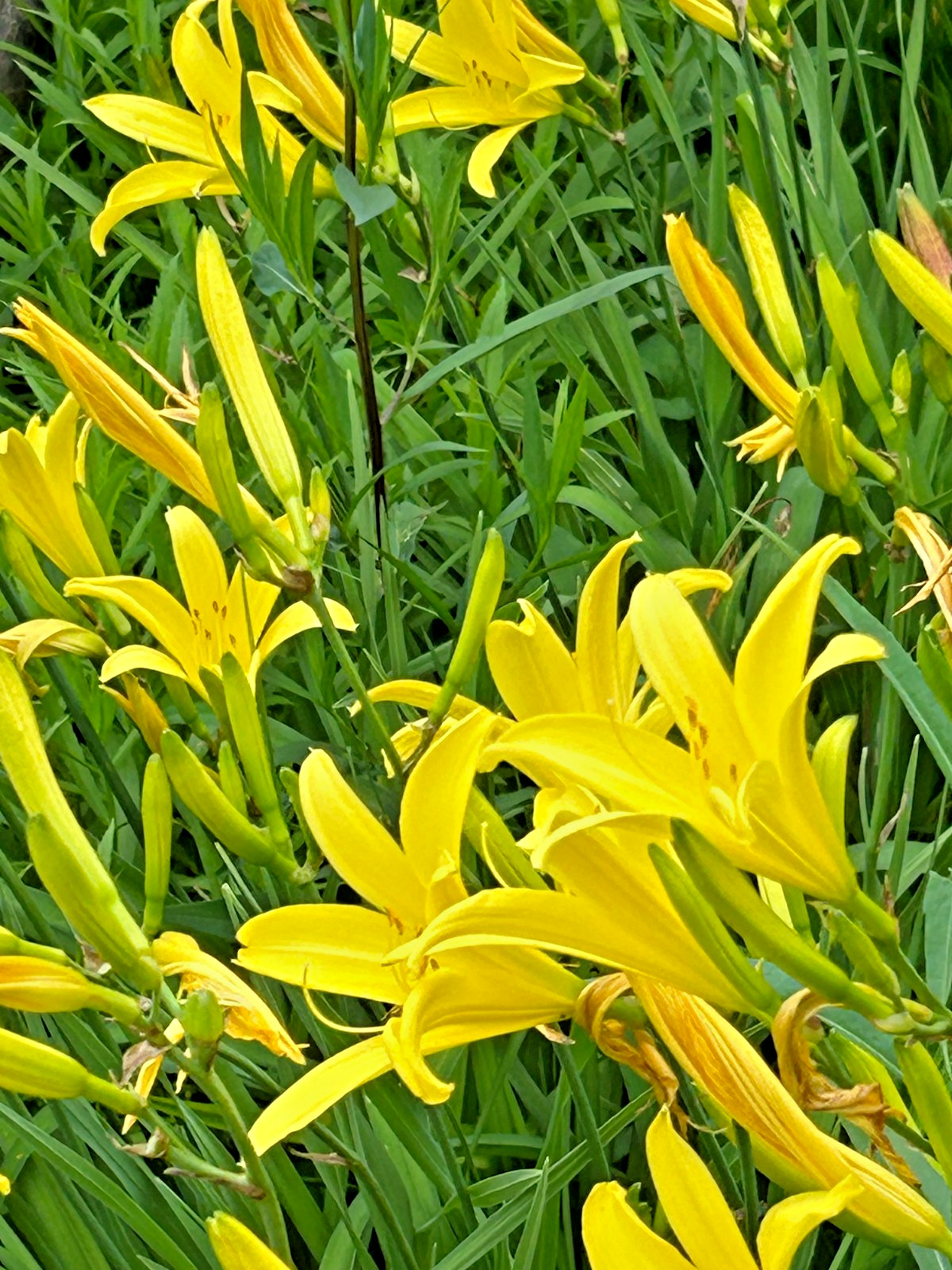 Rare Night-bloom, Fragrant: Hemerocallis citrina Tall Yellow Daylily, 1 plants