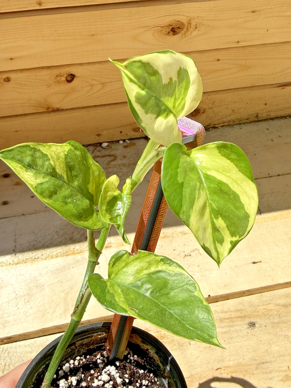 Lizard Queen Pothos – Rooted in 4 inch Pot – Gorgeously Variegated Houseplant!