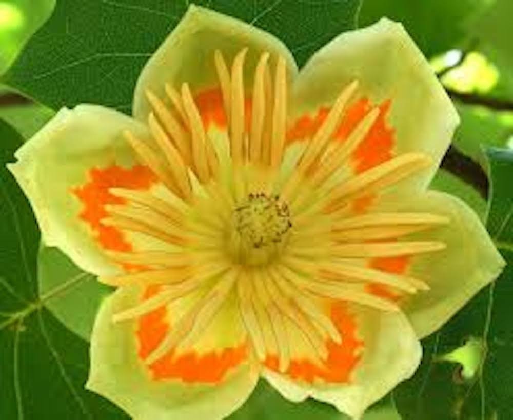 1 Tulip Poplar Tree Bare Root 12-24″ Tall Liriodendron tulipfera