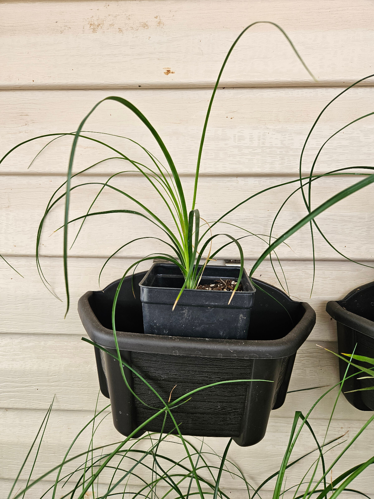 Ponytail Palm Plant in 4 inch Pot. Live Pony Tail Plant. Easy to grow indoors.
