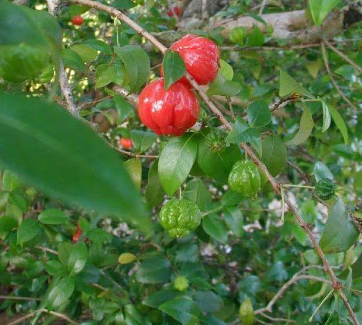 ONE *Surinam Cherry Plant!* Starter Plants- Eugenia Uniflora!