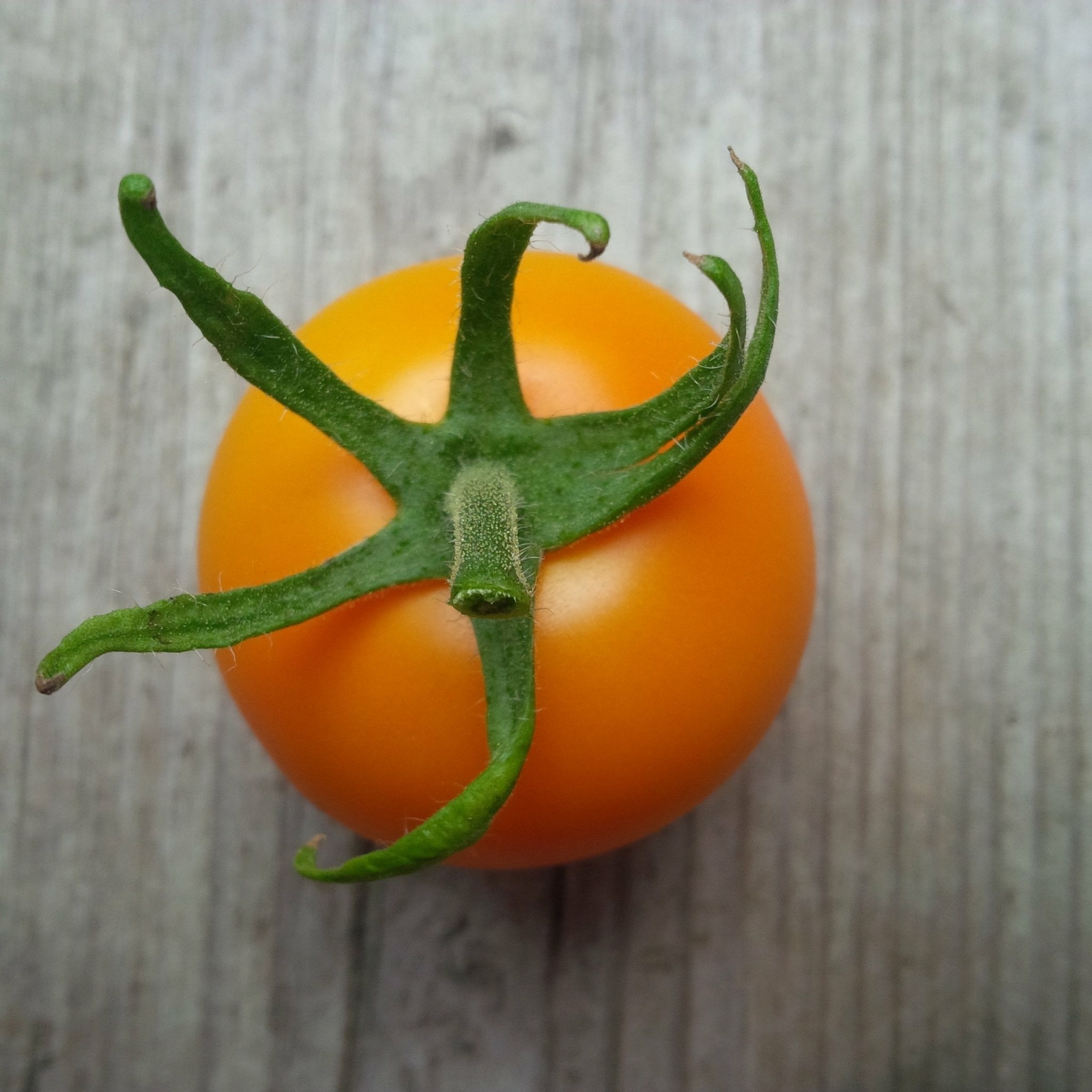 Organic Jaune Flamme Tomato – Solanum lycopersicum