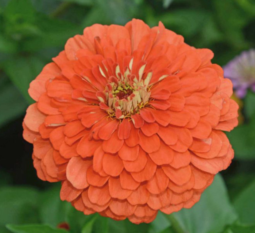 Zinnia elegans CORAL Cut Flowers Double Butterflies Hummingbirds 200 Seeds!