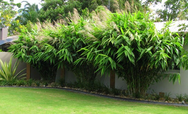 Thysanolaena Maxima 200+ Seeds, Tiger Broom Garden Grass, Nepali T. Latifolia