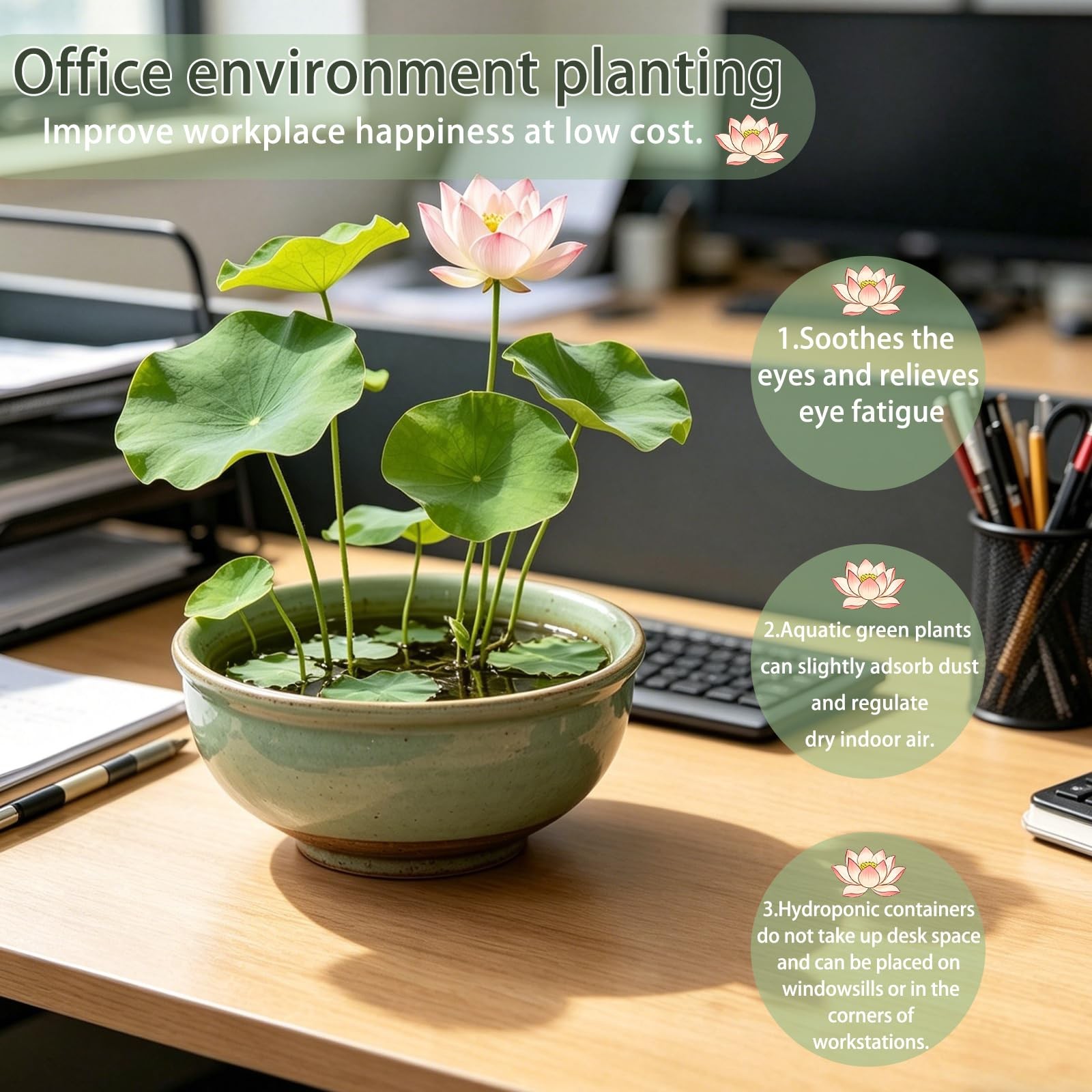 Bowl Lotus Seeds (Nelumbo nucifera), Dwarf Patio Pond Variety, Pack of 30…