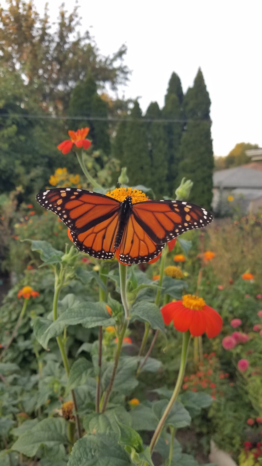 Mexican Torch Sunflower Seeds 15 Organic Seeds *Free Shipping*