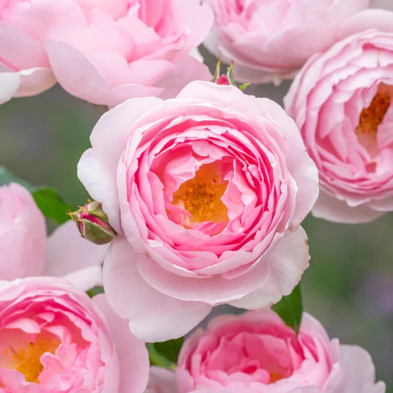(Ausland) David Austin Shrub Rose Scepter’d Isle Live Rooted Rose Plant 5″