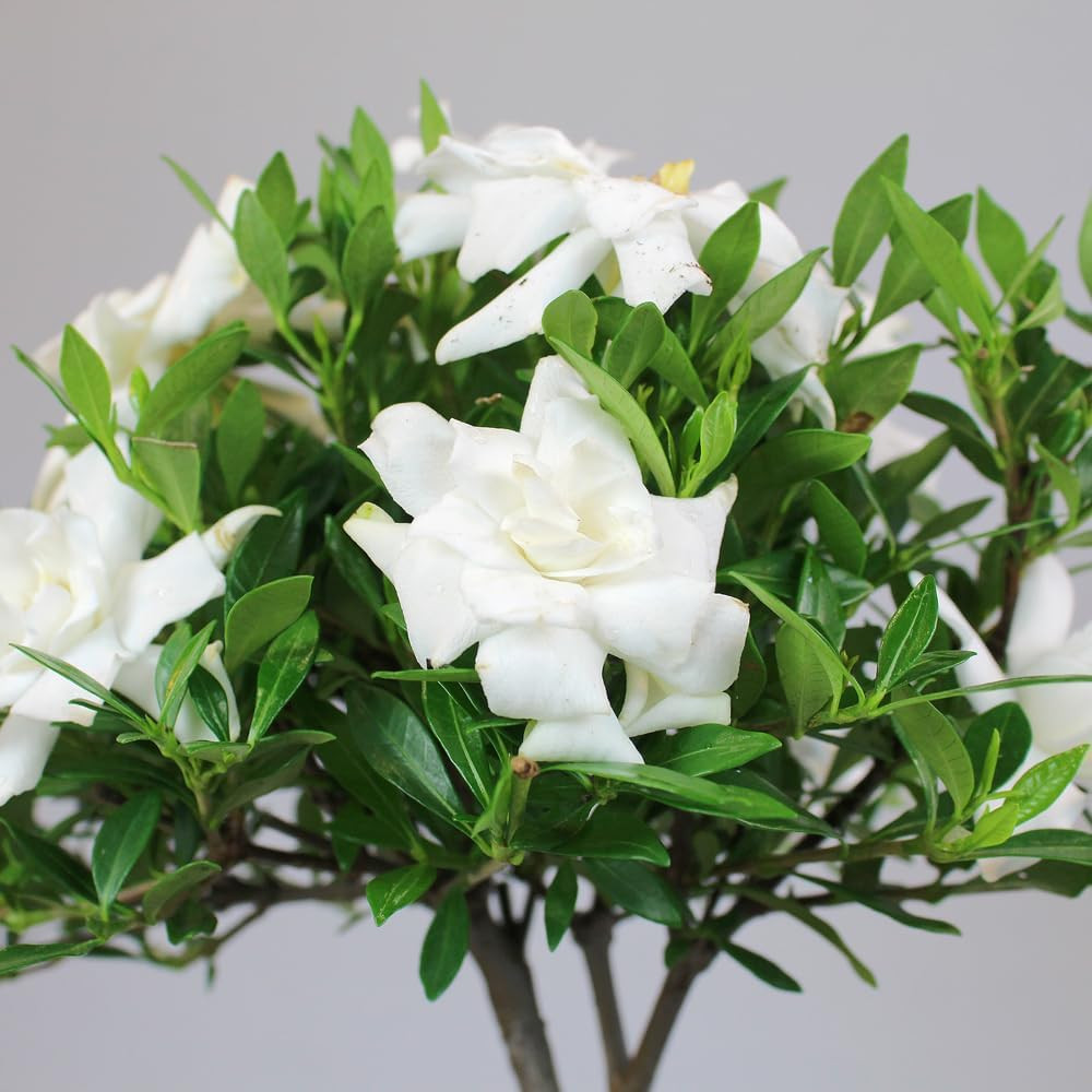 Elegant Gardenia Live Bonsai Tree – 4 Old – 6-8 Inches Tall in Grower Pot