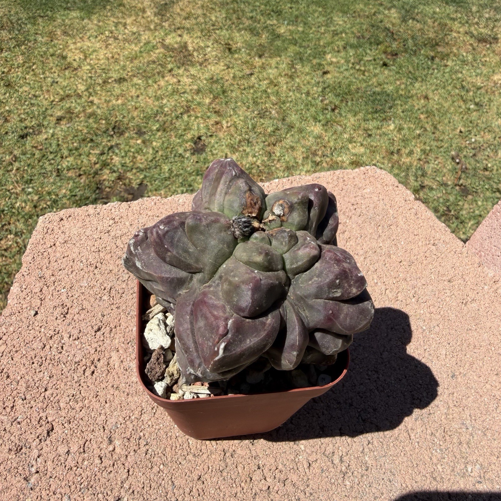 Astrophytum Myriostigma Kikko Wonky Cactus