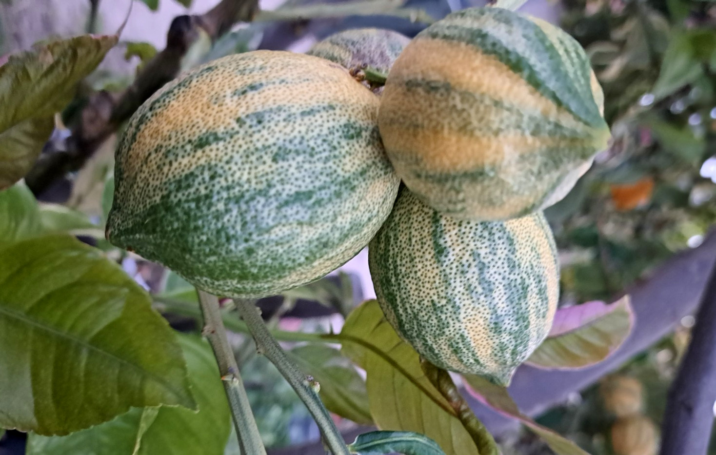 Citrus Pink Lemon ‘Eureka’ Variegated Fruit 5 Cuttings