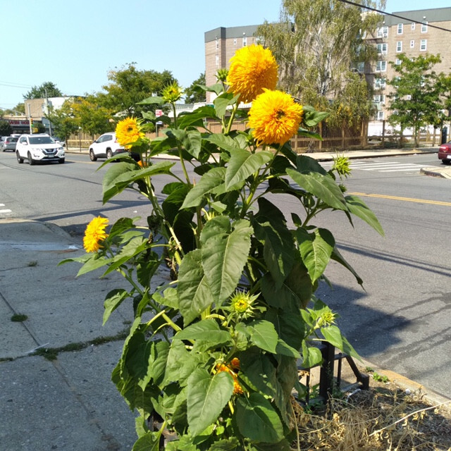 Double Tall Sungold Giant SunFlower 30 Fresh seeds Harvested in 2025~NonGMO
