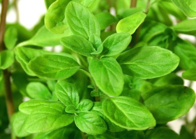 Sweet Marjoram Herb 200 – 10,000 Seeds Origanum Majorana Za’atar Bulk Culinary