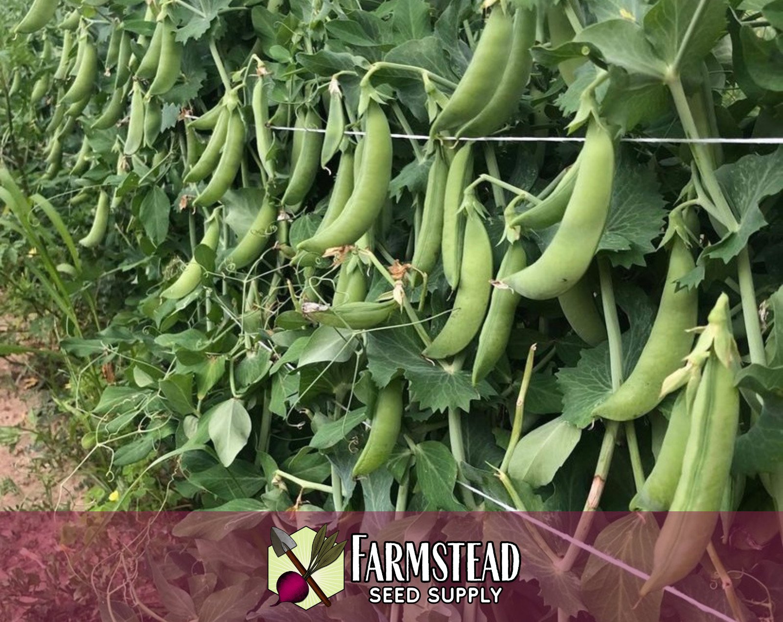 90+ Sugarsnap Pea Seeds Vegetable Gardening, Heirloom, Non-GMO, FREE SHIPPING