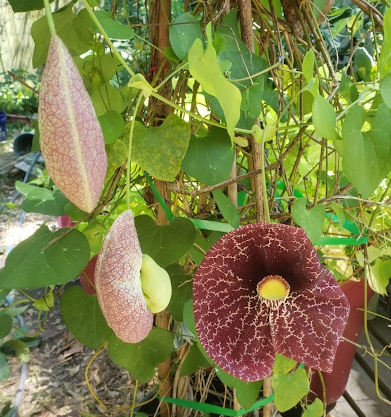 10 Aristolochia gigantea Carnivorous Brazilian Dutchmans Pipe Plant Seeds!