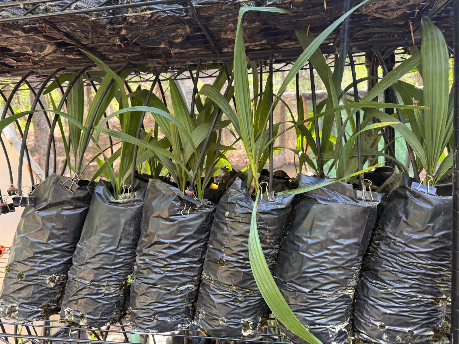 Sabal blackburniana seedlings (liner and multi-gallon) !