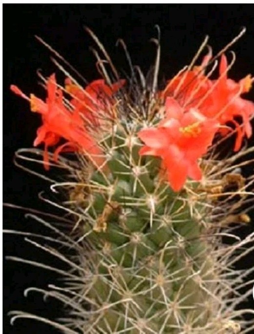 Mammillaria Poselgeri EXOTIC rare Cactus From BAJA MEXICO! Ships In A 4″ Pot!